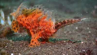Their attack maneuver
is sometimes referred to - Absurd Planet