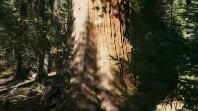 Their bark alone can be over a
half-a-metre thick. - The Green Planet