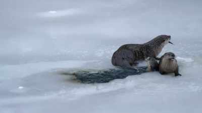 Their battle is
keeping themselves fed - Yellowstone: One-Fifty