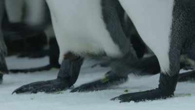 Their best chance... - Frozen Planet II