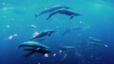 Their bodies became
more streamlined - Attenborough and the Sea Dragon