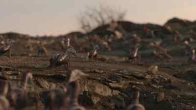 Their bones are extremely light,
up to 90% air, - Prehistoric Planet