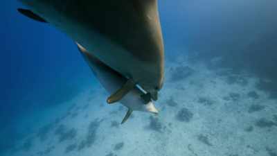 Their calf seems reluctant to do so. - Blue Planet II