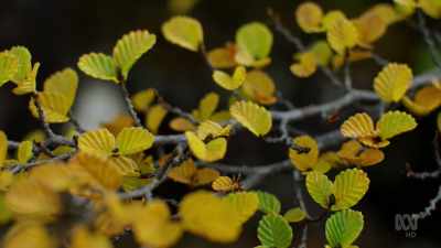 Their changing colour makes
for an autumn - David Attenborough's Tasmania