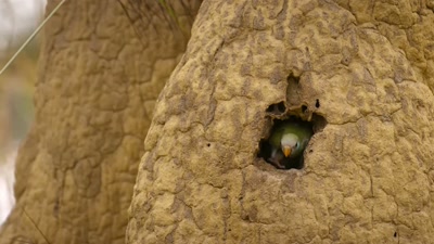 Their chicks
are almost ready to fly the nest. - A Year on Planet Earth