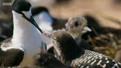 Their chicks are still in
their dark juvenile plumage. - Planet Earth: A Celebration