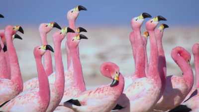 Their colour is an indication
that they're fit and strong. - Attenborough's Life in Colour