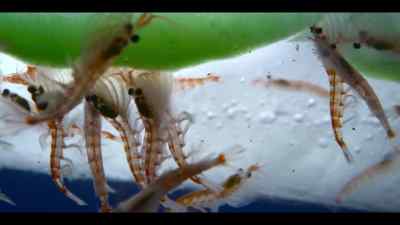Their combined weight is thought to be
over 400 million tons. - Our Oceans