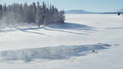 Their crowded safe haven
is small, but it's enough. - Epic Yellowstone