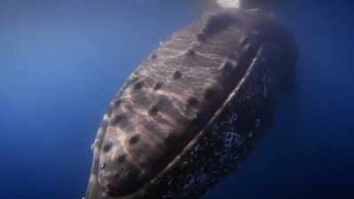 "Their cultures keep them going." - Secrets of the Whales