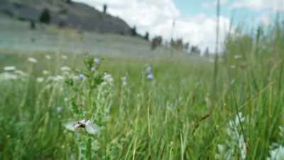 Their demand is timed perfectly
with yellowstone's supply. - Epic Yellowstone
