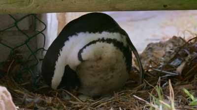 Their egg-sitting marathon begins... - Penguin Town