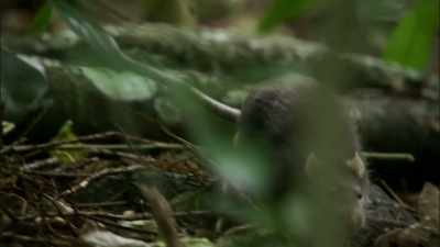 Their eggs were easy targets
for introduced rodents. - Modern Dinosaurs