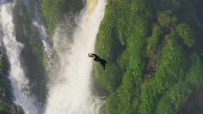 Their enemies - falcons,
like this caracara - can't follow them. - Seven Worlds, One Planet