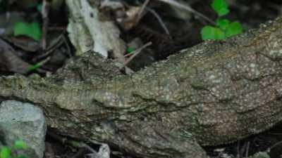 Their family tree
split away from lizards - Modern Dinosaurs