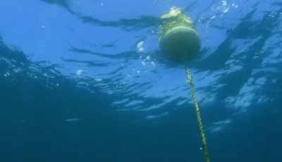 Their fixed, baited
hooks catch the animals, - Shark Beach With Chris Hemsworth