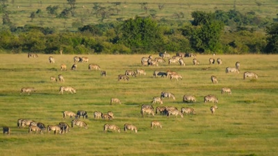 'Their food grows everywhere. - A Year on Planet Earth