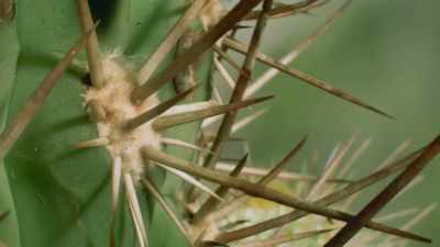 Their goal is the water
inside this hedgehog cactus. - The Green Planet