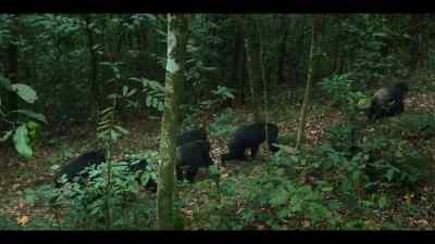 Their group is small, - Chimp Empire