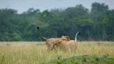 Their growing bond may enable them
to leave as a powerful partnership. - Dynasties