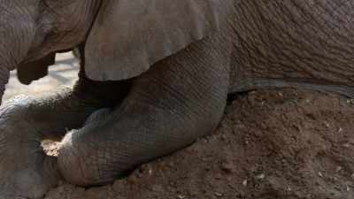 Their hope is that
these junior elephant ambassadors - In the Footsteps of Elephant