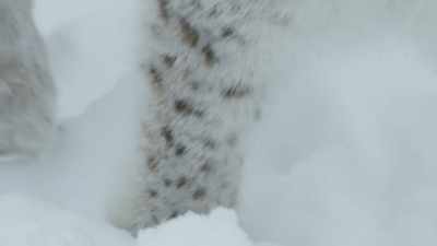 Their large padded paws
ensure that they are deadly silent - Wild Nordic