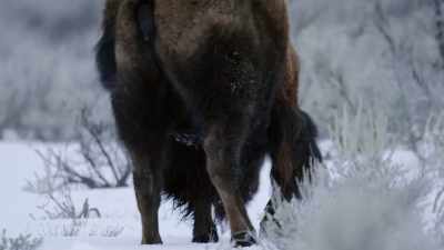 Their left over after
the unrelenting winner - Yellowstone: One-Fifty
