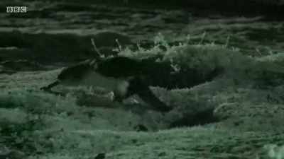Their legs are placed
far back on their bodies, - Wales: Land of the Wild