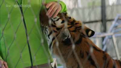 Their lions, tigers, - Britain's Tiger Kings - On the Trail with Ross Kemp