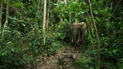 Their long straight tusks
are even more sought after - Our Planet