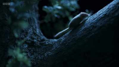 Their mother is getting closer
to what she's looking for. - Wild Isles