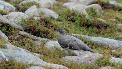 Their mottled brown feathers
make them inconspicuous - Attenborough's Life in Colour
