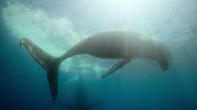 Their mournful songs were the key - David Attenborough: A Life on Our Planet