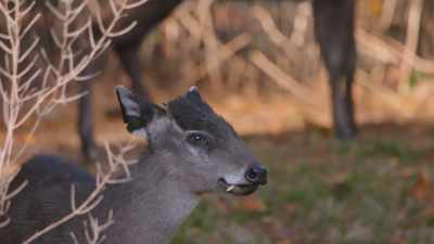 Their native range
is in eastern asia, - Secrets of the Zoo