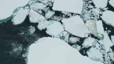Their need to eat is
now greater than ever. - Frozen Planet II