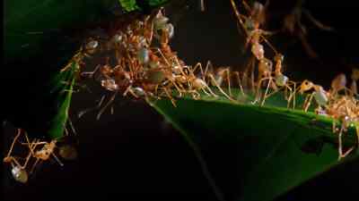 Their nest will be made
by joining these leaves. - Micro Monsters with David Attenborough