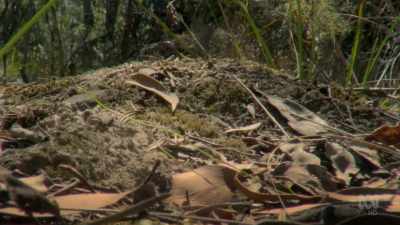 Their nests are small mounds
within which their larvae are raised. - David Attenborough's Tasmania