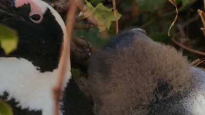Their next brood will need a fresh nest. - Penguin Town