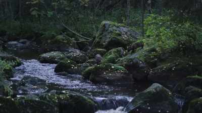Their nocturnal scavenging habits - Wild Nordic