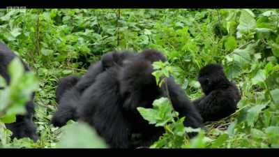 Their numbers have just reached
and exceeded 1,000. - Extinction: The Facts