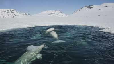 Their only chance of escape
will come - Frozen Planet II