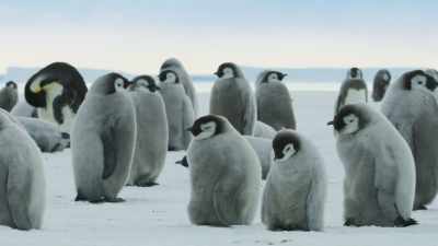 Their parental duties
are complete... - Frozen Planet II