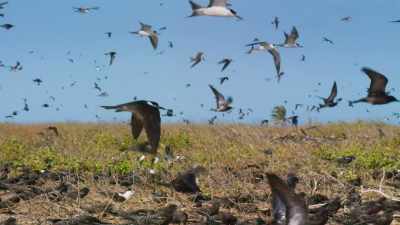 Their parents lead them
to the training grounds. - Blue Planet II