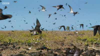 Their parents lead them
to the training grounds. - Planet Earth: A Celebration