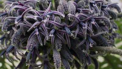 Their peculiar flowers evolved
to suit the beak - The Green Planet