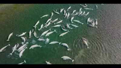 Their pleasure is audible, - Our Oceans