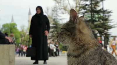 Their posture feels very feminine to me. - Kedi