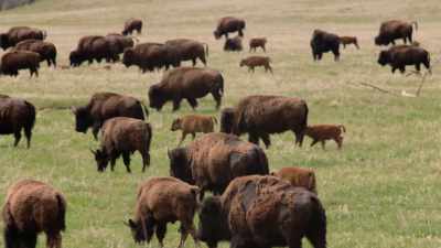 Their sheer magnificence. - The American Buffalo