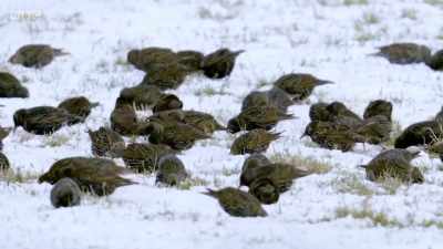 Their short, stubby beaks are
perfect for sifting through snow - Wales: Land of the Wild