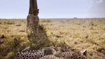 Their sickness has intensified, - Predators